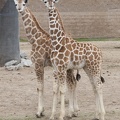 321-0181 Safari Park - Baby Giraffes